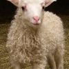 lamb symbolizing the Passover sacrifice